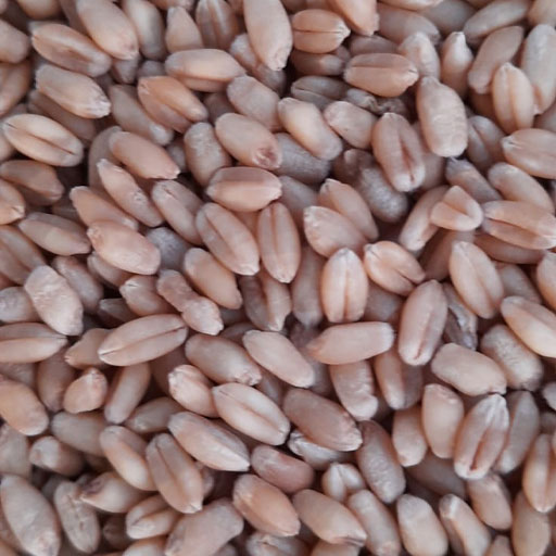 Sharbati Wheat Aata (Lokwan)