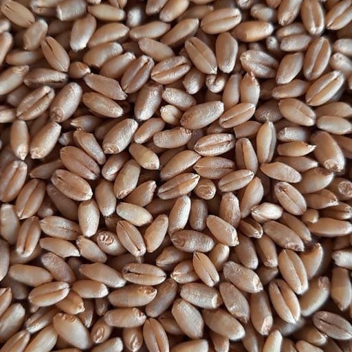 Rajasthani Farmi Wheat Aata