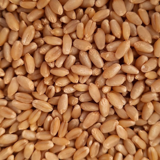 M.P. Sheore Sharbati Wheat Aata 10KG